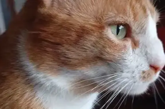 Chat mâle roux-blanc perdu à Ségny - photo