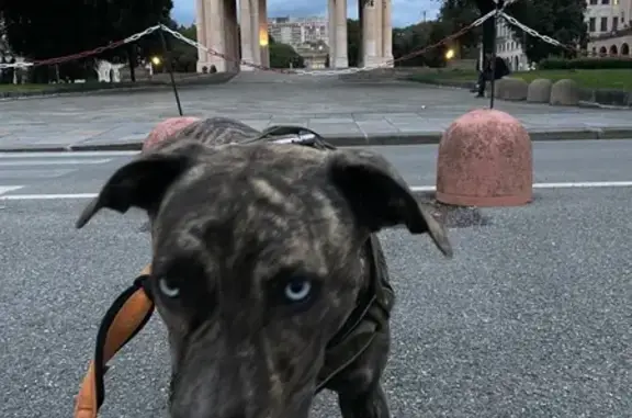 ¡Ayuda a encontrar a nuestra perrita atigrada!