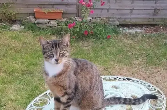 Animaux perdus , photo: Chat tigré perdu au Mesnil en Vallée