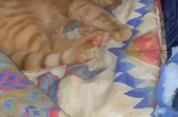 Chat perdu : Roquette, peureux et joueur - photo