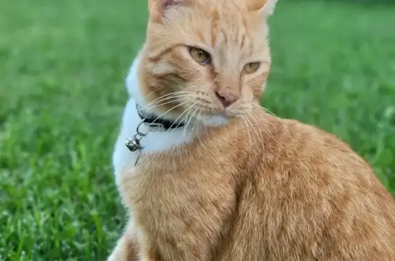 Lost Cat Alert: Narara Valley Drive