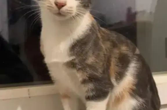 Chatte perdue : Luna, petite et tricolore - photo
