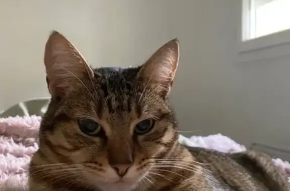 Animaux perdus Nantes, photo: Chatte tigrée Kyma perdue à Nantes