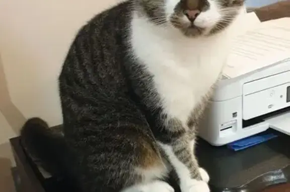 Animaux perdus , photo: Chat perdu, tigré, affectueux, Coltainville
