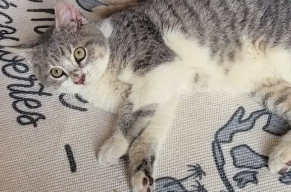 Chat perdu, , photo: Chat perdu : Gris et blanc, très craintif