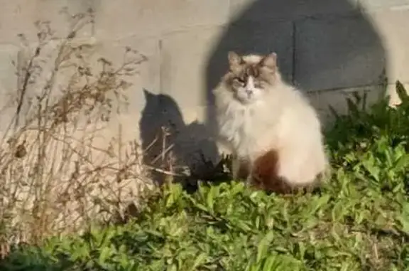 Chat perdu, Aussonne, photo: Chat perdu : Filou, 14 ans, aveugle, pucé