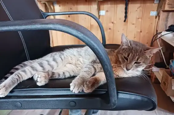 Animaux trouvés , photo: Chat trouvé affectueux à Malbuisson