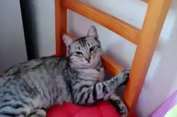 Chat tigré perdu à Lézardrieux - photo