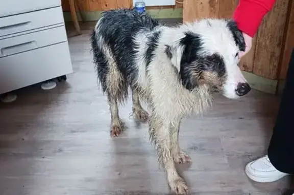 Animaux trouvés , photo: Chien trouvé fatigué à Malbuisson