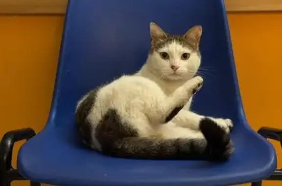 Animaux perdus Montpellier, photo: Chat perdu: européen blanc tacheté, Montpellier