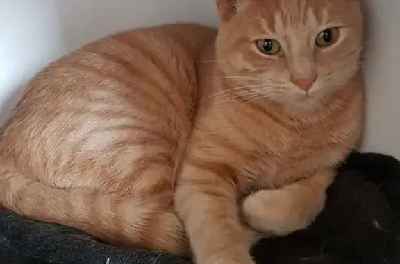Animaux perdus Rezé, photo: Chat tigré perdu à Rezé, quartier Ragon