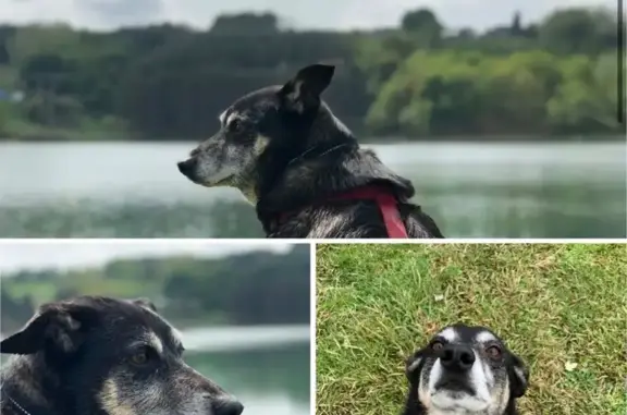 Chien perdu , photo : Chien noir perdu, taille moyenne, Occitanie