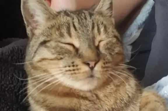 Chat perdu, Varennes-Vauzelles, photo: Chat européen tigré perdu à Varennes