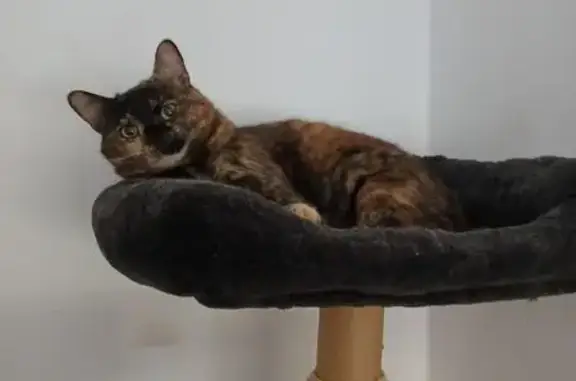 Chat écaille disparu, Rue Suzanne Savale - photo