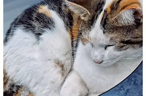 Lost Cat: White with Orange & Black Spots