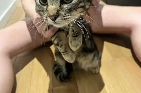Animaux trouvés Rueil-Malmaison, photo: Jeune chat tigré trouvé à Rueil-Malmaison