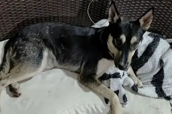 cachorro encontrada
