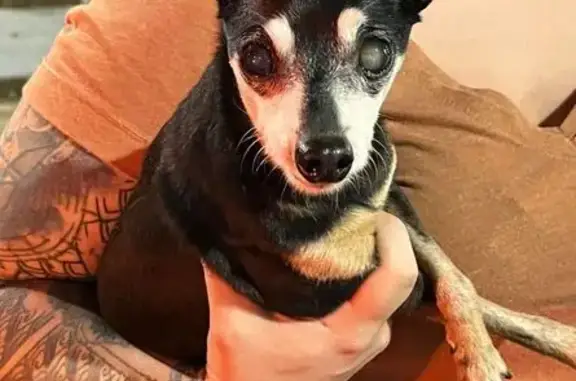 cachorro encontrada