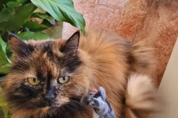 Animaux perdus Chaponost, photo: Chat perdue Chaponost - Caramella âgée