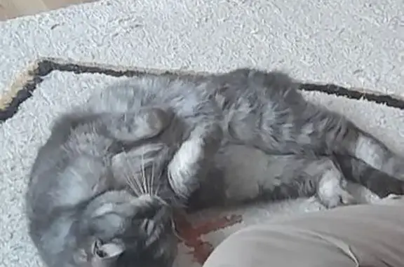 Chatte grise perdue, contact urgent! - photo