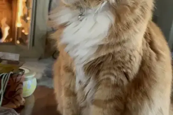 Lost Orange Cat: Green Eyes & Blue Collar