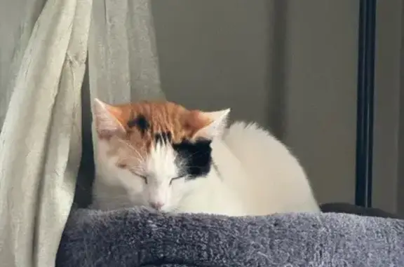 Lost Calico Cat: Unique Markings, Berkeley