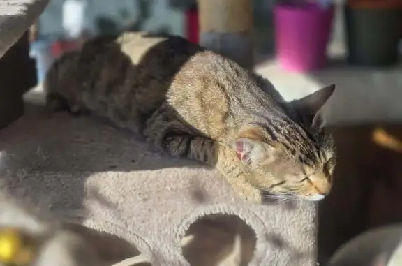 Chat trouvé Marseille Bompard, photo: Chat tigré trouvé enfermé, affamé et blessé