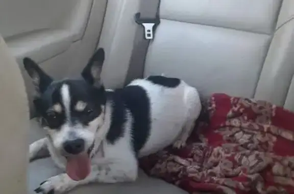 Lost Dog: White, Black Spots, Pink Collar