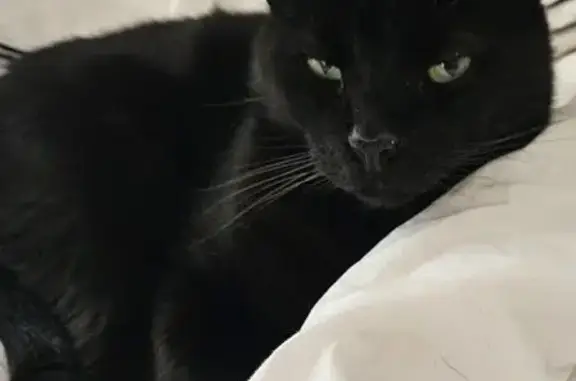 Chat noir trouvé, docile et affectueux - photo