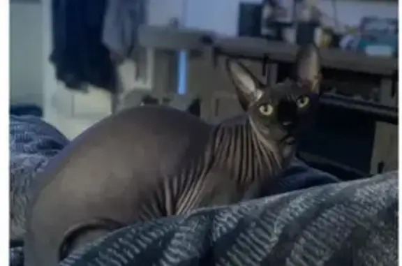 Lost Hairless Sphynx Cat in West Jordan