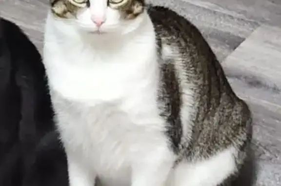 Lost Cat: Brown & Gray, Green Eyes