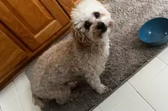 Lost Apricot Toy Poodle in Charlotte