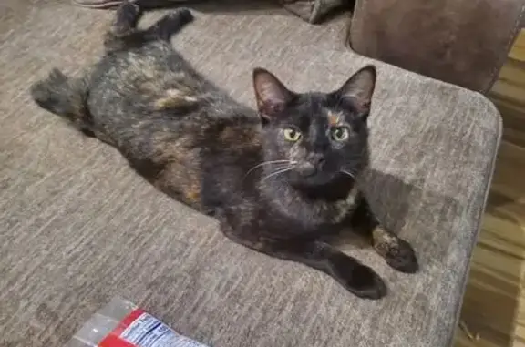 Missing cat Columbus, photo: Lost Tortoiseshell Cat on 17th Ave