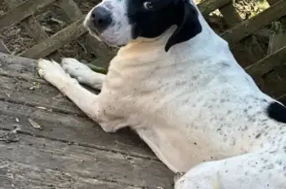 Lost Dog: Friendly, Spotted Pup in Huntsville