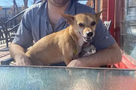 Lost Tan Chiweenie with Gold Collar