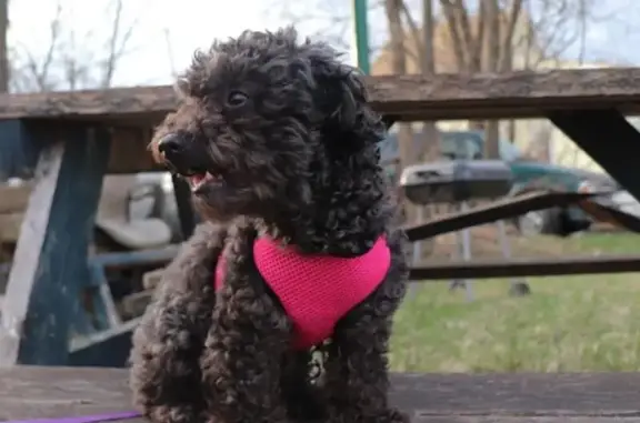 Lost: Partly Blind Dog in Chicago