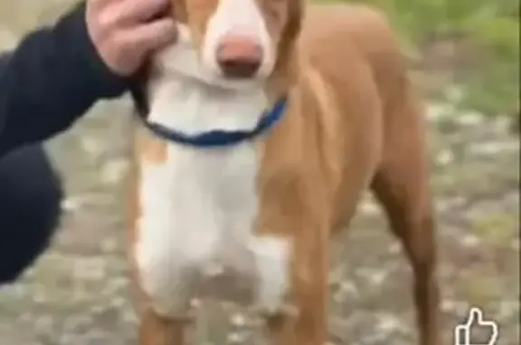 Perro Podenco Perdido en San Pedro Alcántara