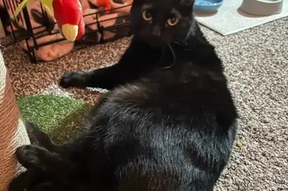 Lost Cat: Clipped Ear, White Patches