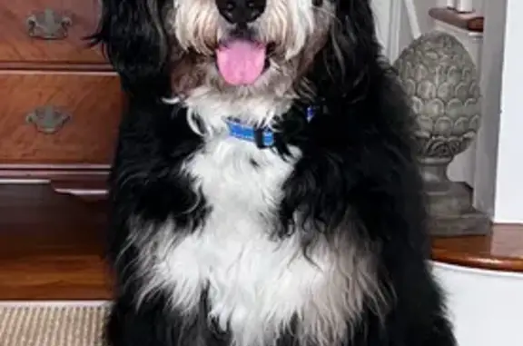 Lost Dog: Friendly 100lb Pup on Riverside