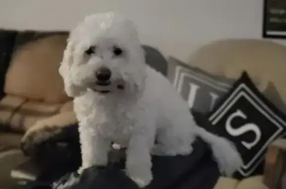 Missing Maltipoo Arya in San Antonio