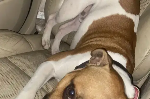 Lost Dog Max: Brown/White, Bluff Rd Indy