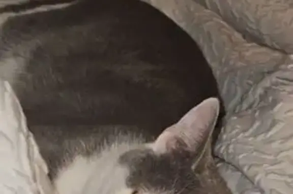 Lost Cat: Curious Grey & White Escapee