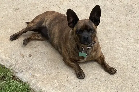Lost Dog Near South Houston Lake Rd