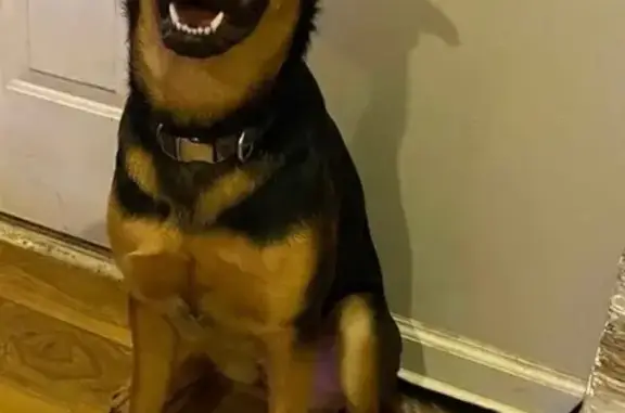 Lost Female German Shepherd-Doberman Mix