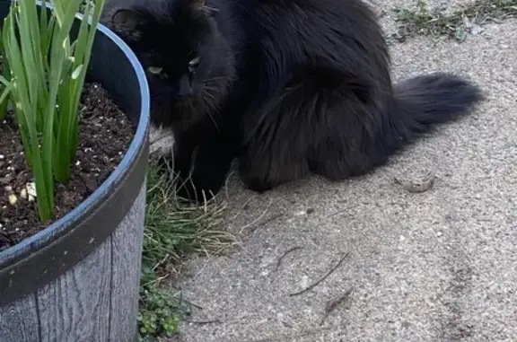 Lost Black Cat: Needs Meds, $300 Reward
