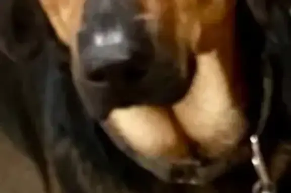 Missing Dog: Help Find Our Furry Friend!