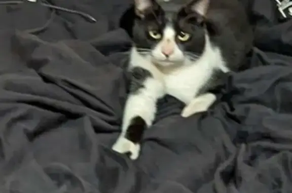 Found: Black & White Cat on Ha...