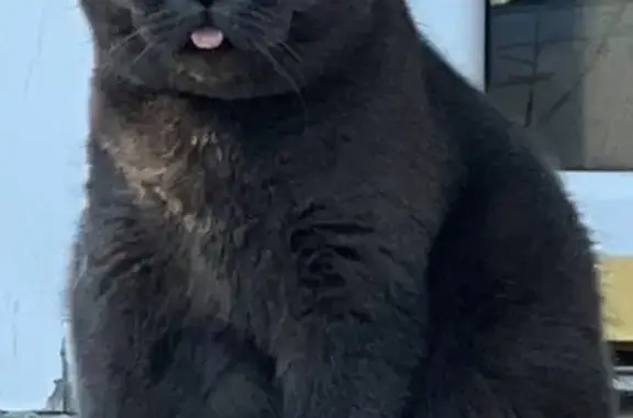 Lost Gray British Shorthair in Overland