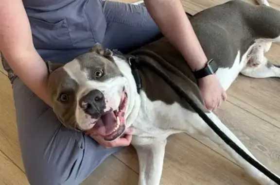 Sweet Pitbull Mix Found in North Miami