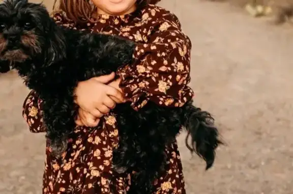 Lost Shih Tzu-Poodle: Help Find Her!
